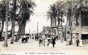 376- Alger - Jardin d'essai - L'oasis des palmiers